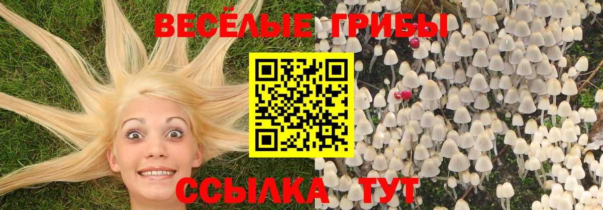 Галлюциногенные грибы Psilocybe Люберцы